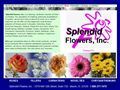 2638importers Flowers Splendid